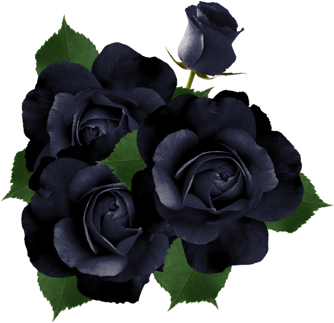 ♛ Christine Staniforth ♛༻ - Черные Розы Png Clipart (700x685), Png Download