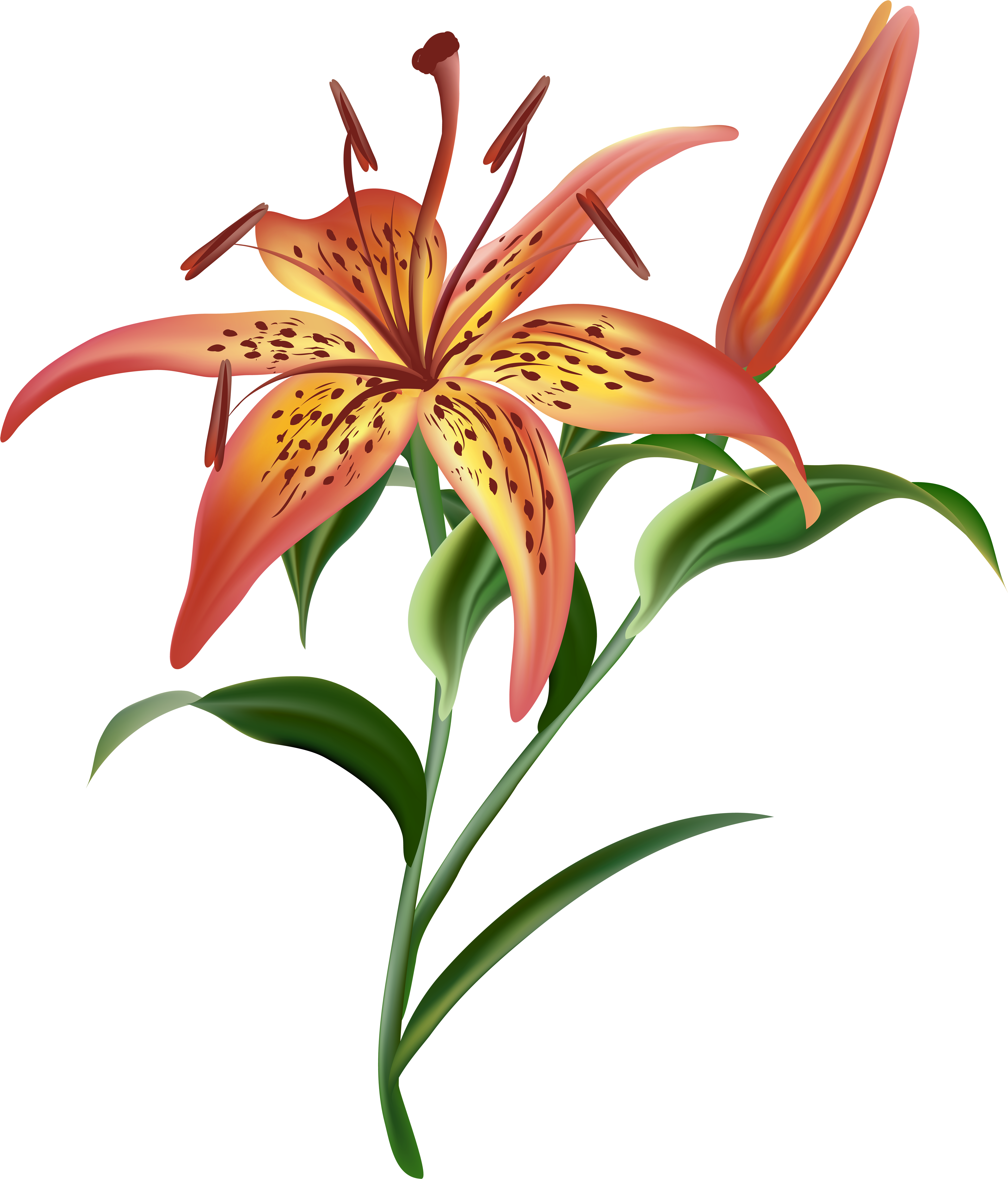Tigerlily Floral Art Transparent Background Clipart (5987x7000), Png Download