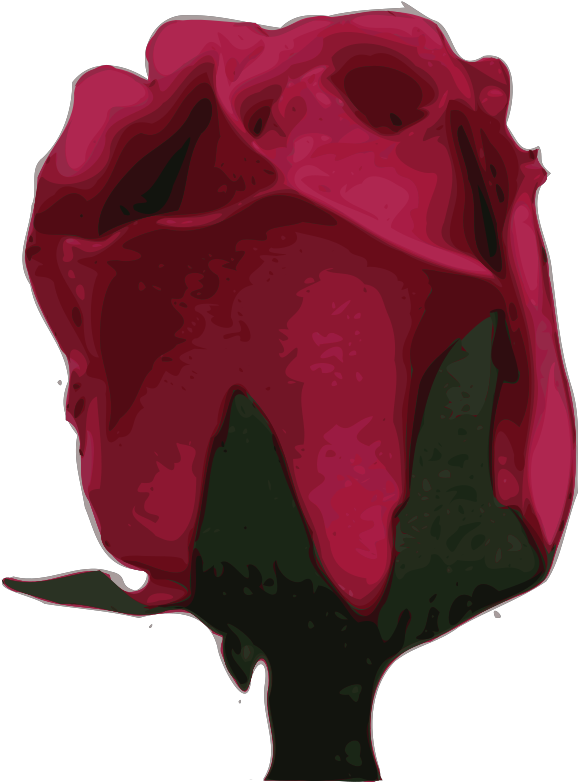 Garden Roses Cut Flowers Red - Clip Art - Png Download (554x750), Png Download