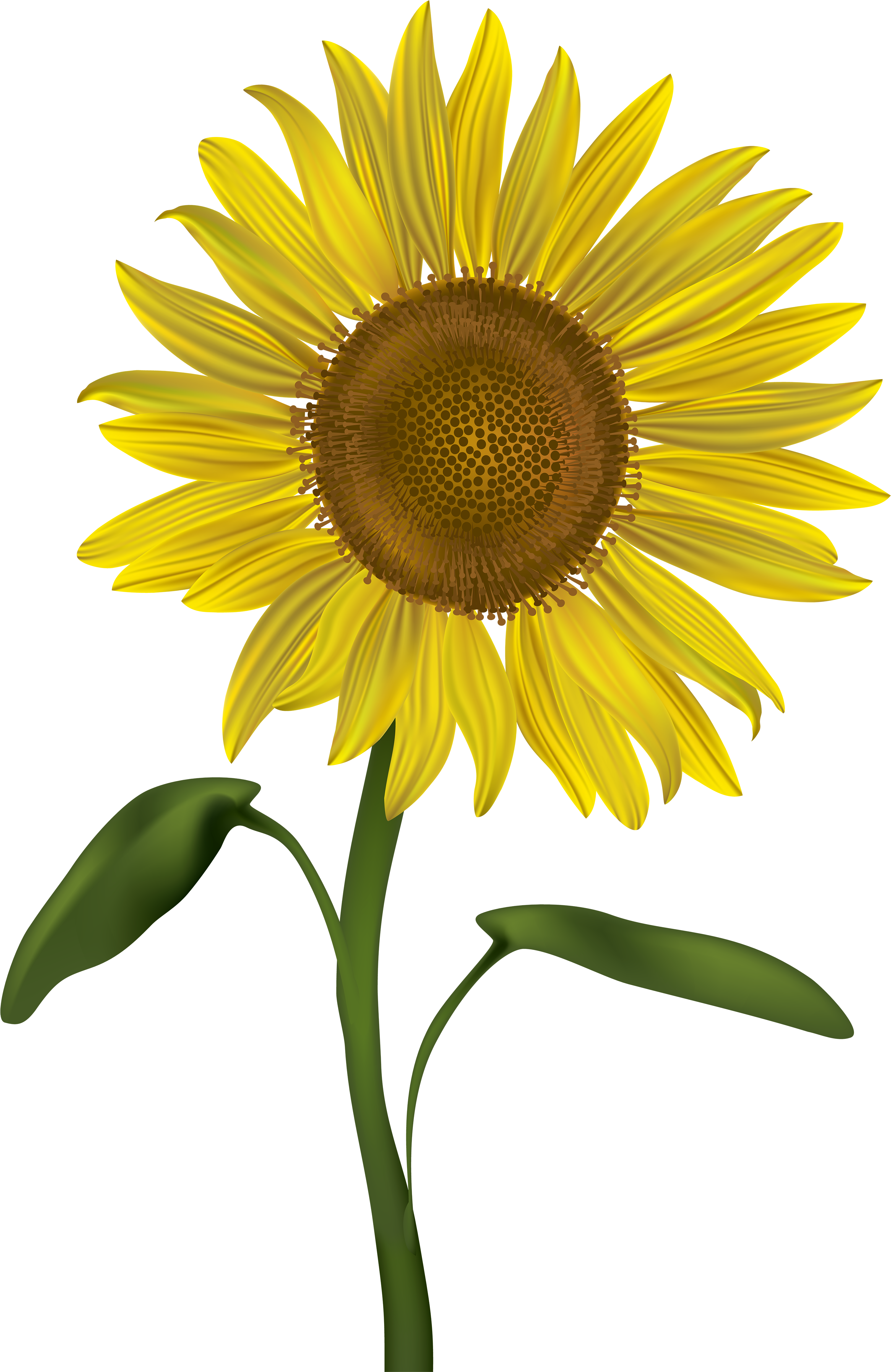 Transparent Png Clip Art - Sunflower Clip Art (3285x5000), Png Download