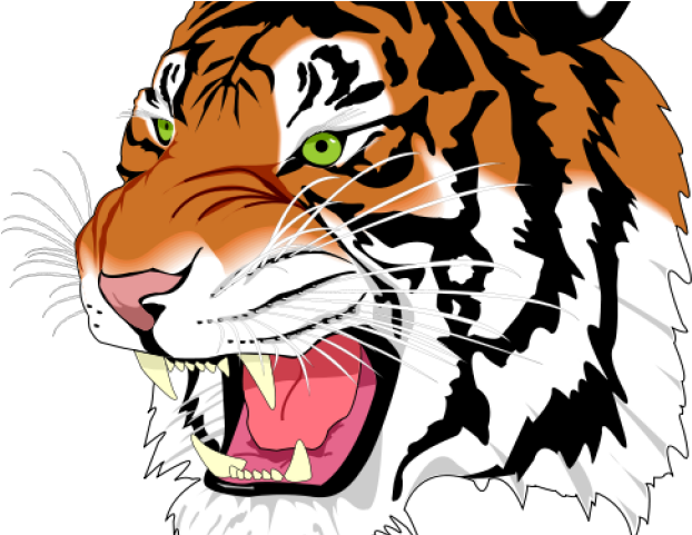Transparent Background Tiger Clipart - Png Download (640x480), Png Download