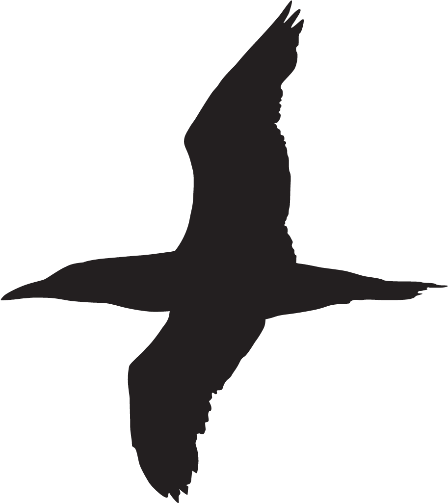 Magnificent Frigatebird - Gannet Silhouette Clipart (1024x1024), Png Download