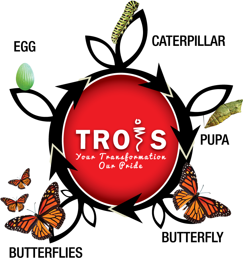 Metamorphosis - Caterpillars Have Surrendered And Turned Into Butterflies Clipart (872x932), Png Download