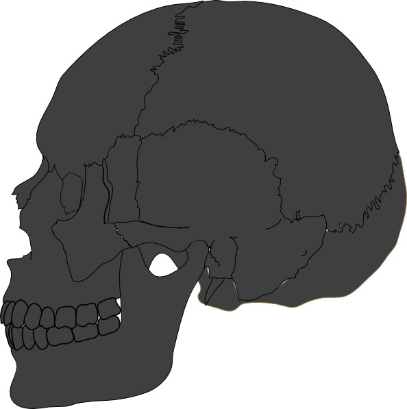 Skull Clipart Skull Anatomy Bone - Skull - Png Download (594x597), Png Download