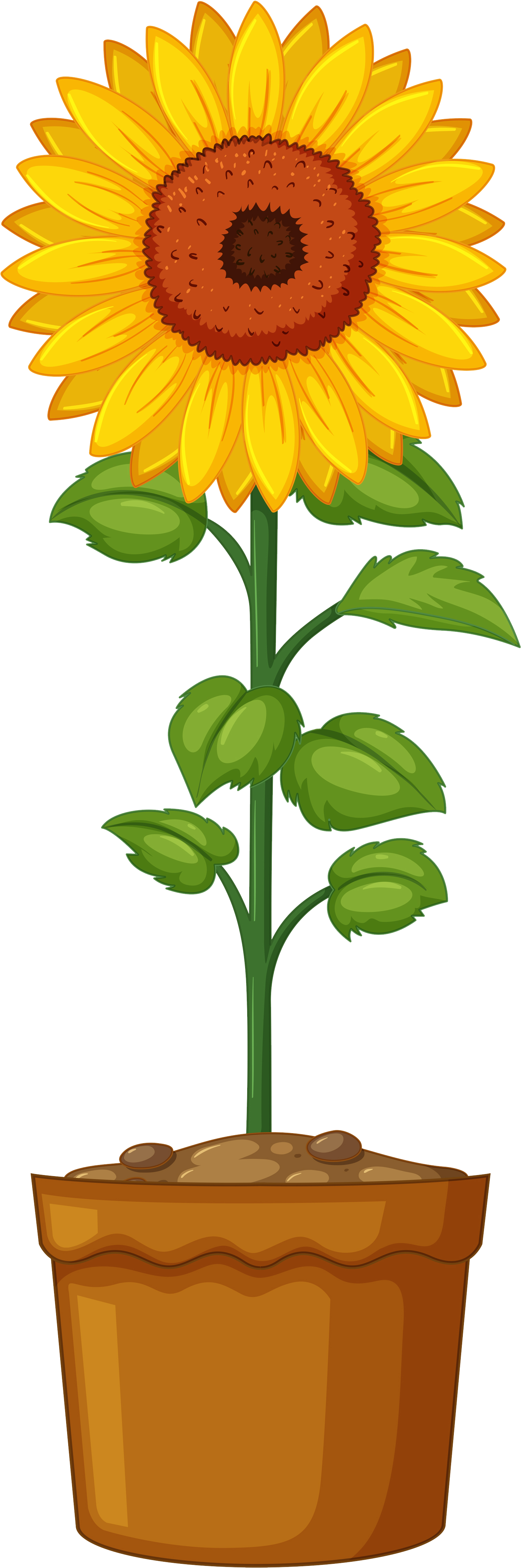 Britton Sunflower Planting - Sunflower Life Cycle Clipart (1745x4524), Png Download