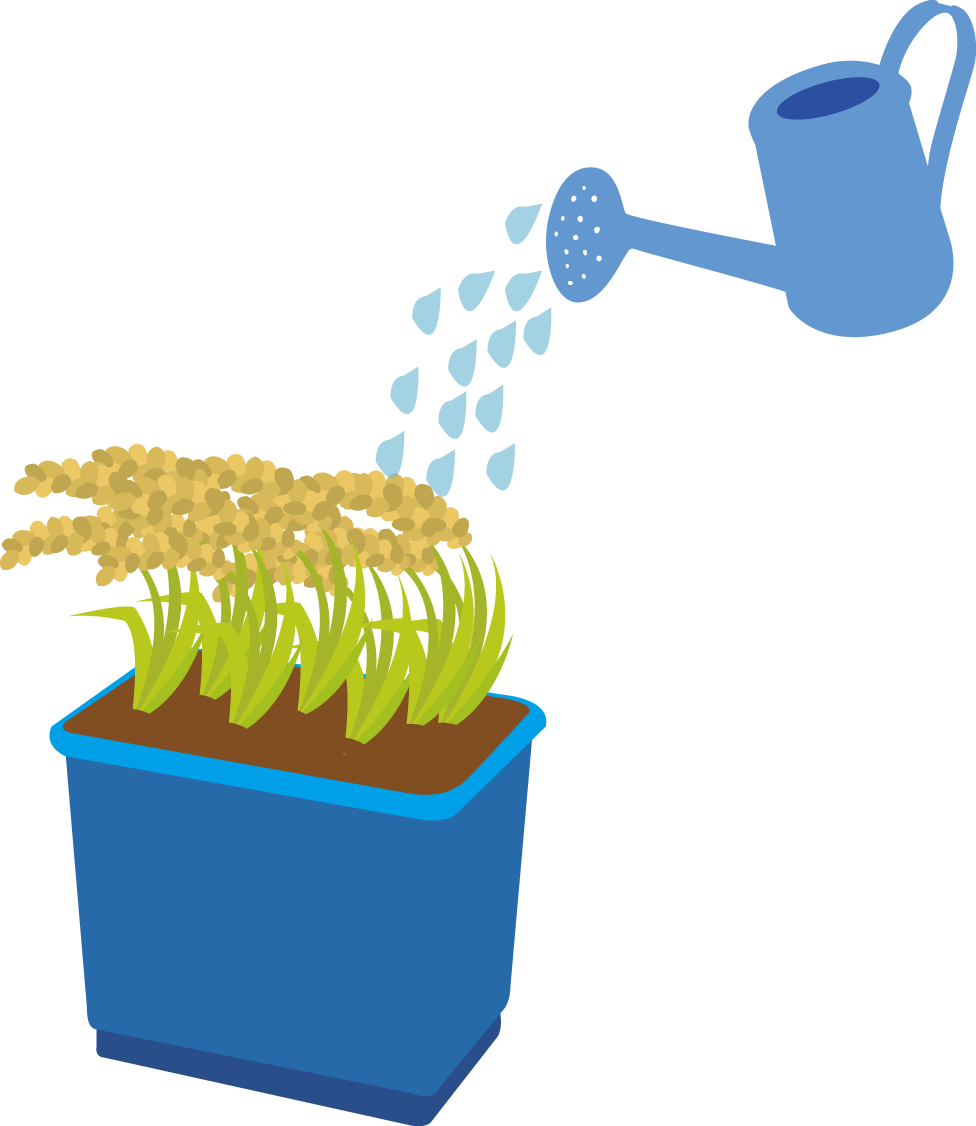 Rice Can Also Be Grown In A Bucket Or Planter At Home Clipart (976x1126), Png Download