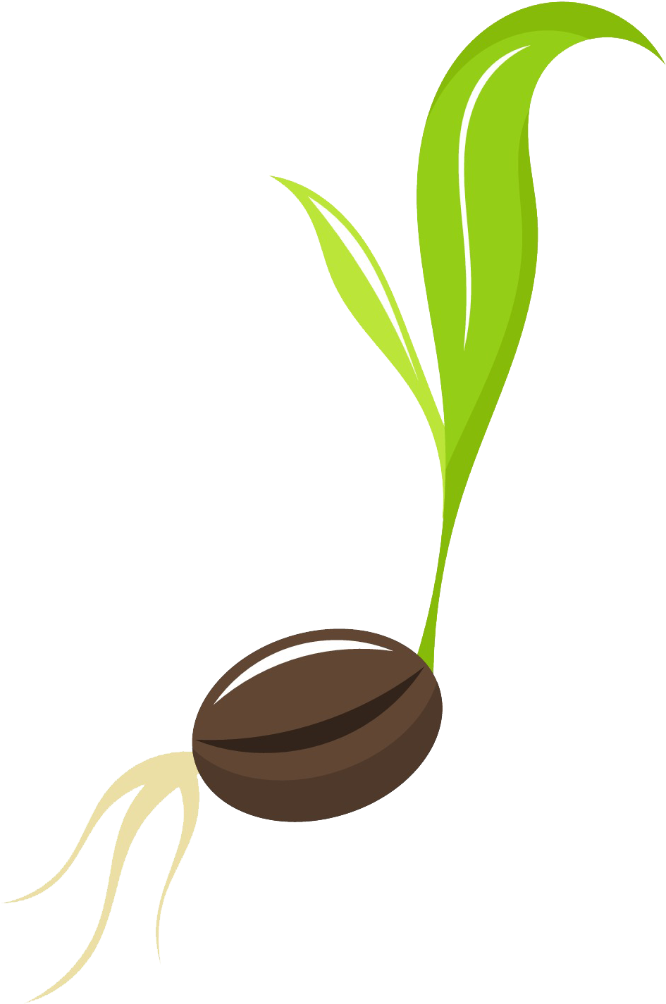 Seed Free Png Image - Transparent Background Seed Clipart (1344x1534), Png Download