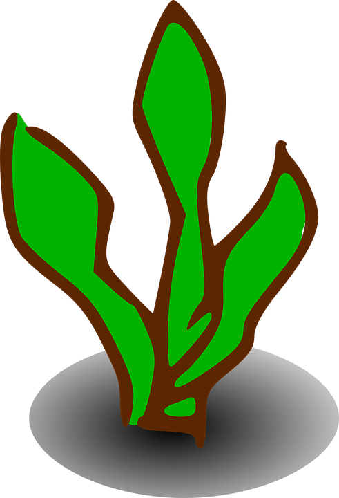Shrub Clipart Symbol - Kelp Clipart - Png Download (491x720), Png Download
