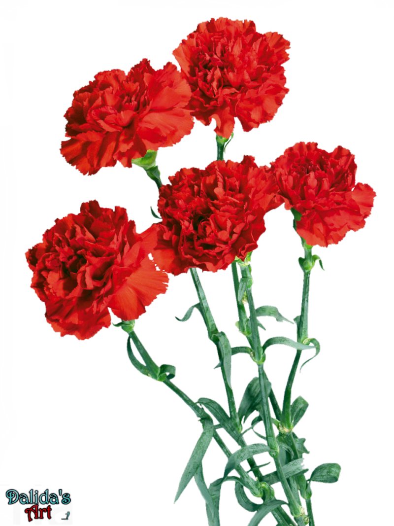 Flower Render Clipart Carnation Flower Clip Art - Prof Ayşegül Mutlu - Png Download (800x1067), Png Download