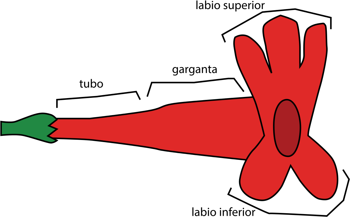 Flower Morphology Perianth Type Bilabiate - Throat In Flower Clipart (1280x789), Png Download