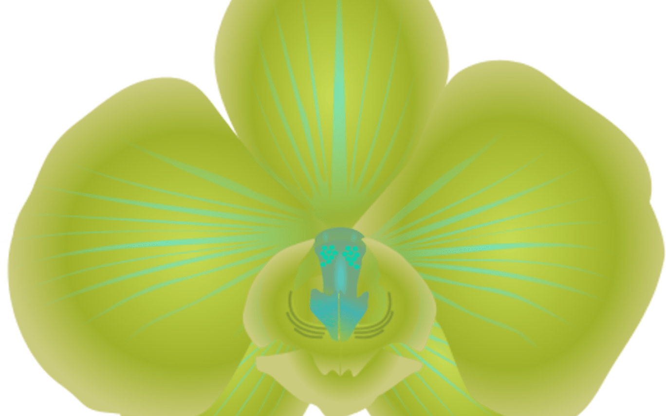 Orchid Clipart Green Flower Pencil And In Color Orchid - Cattleya - Png Download (1368x855), Png Download