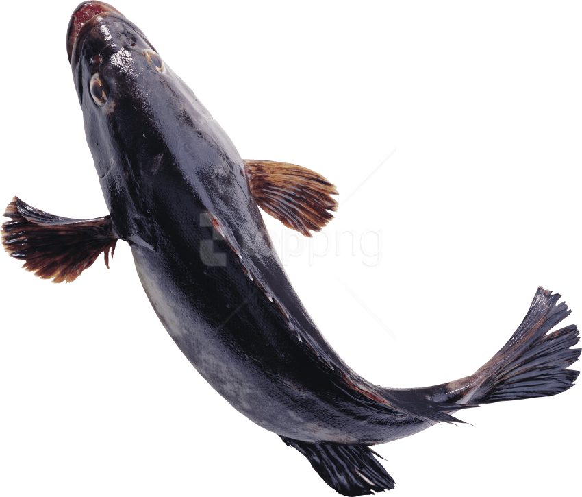 Free Png Download Fish Png Images Background Png Images - Transparent Transparent Background Fish Png Clipart (850x725), Png Download