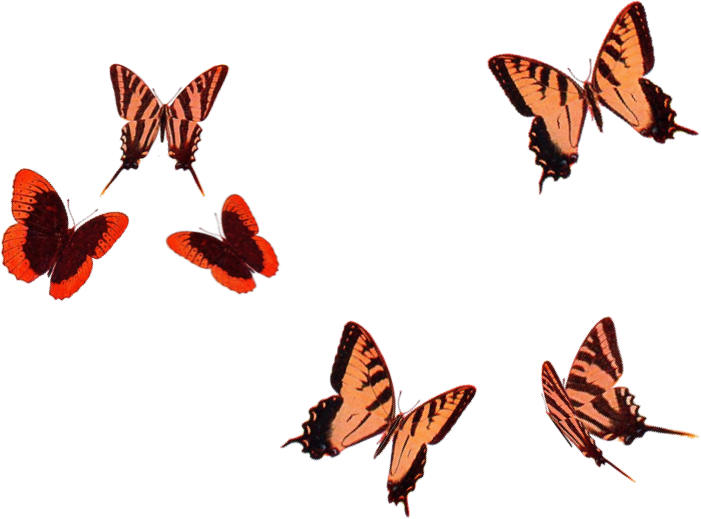 Camels - Brush-footed Butterfly Clipart (701x519), Png Download
