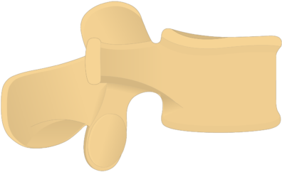 Vertebrae Anatomy Vertebra Lateral - Wood Clipart (745x550), Png Download