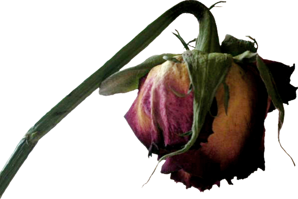 Download Transparent Dead Flower Clipart , Png Download Dead Flowers