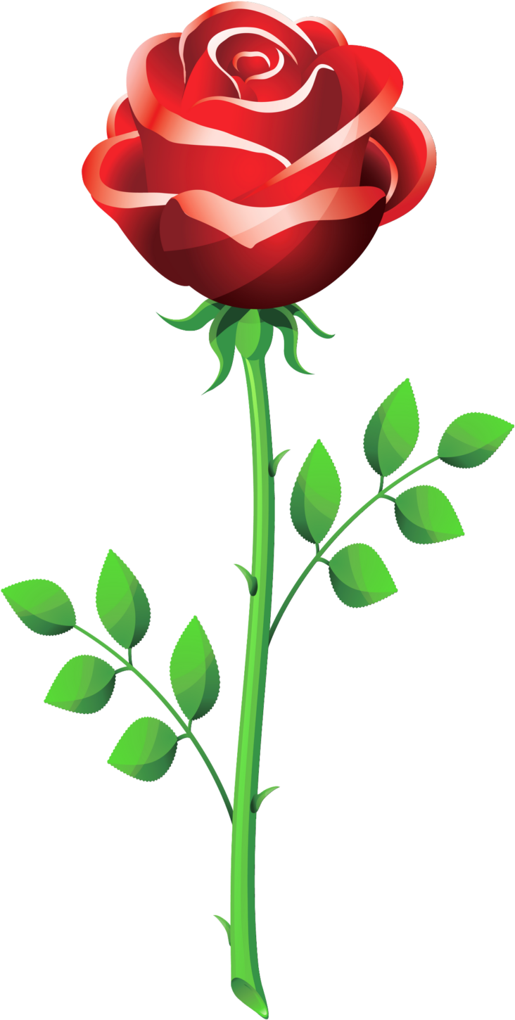 Rose Vector Png Clipart (768x1504), Png Download