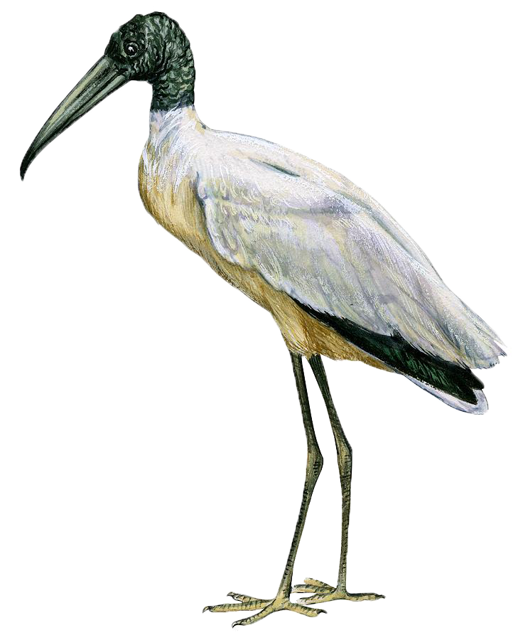 Stork Png Transparent Image - Mycteria Americana Clipart (729x900), Png Download