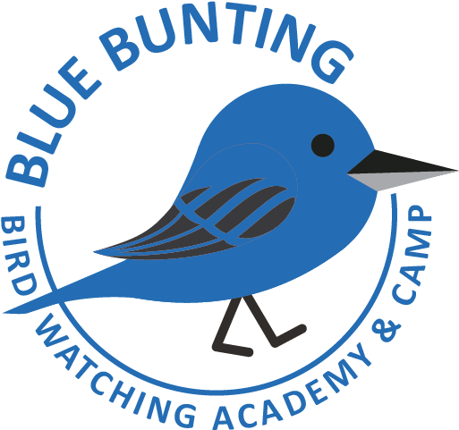 Mountain Bluebird Clipart (616x705), Png Download
