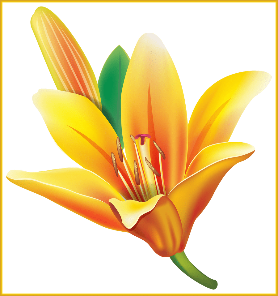 Appealing Real Flower Pencil And In Color Ⓒ - Yellow Lily Flower Png Clipart (900x957), Png Download