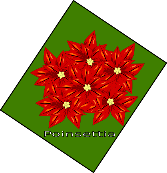 Flor De Navidad Clip Art - Poinsettia - Png Download (576x594), Png Download