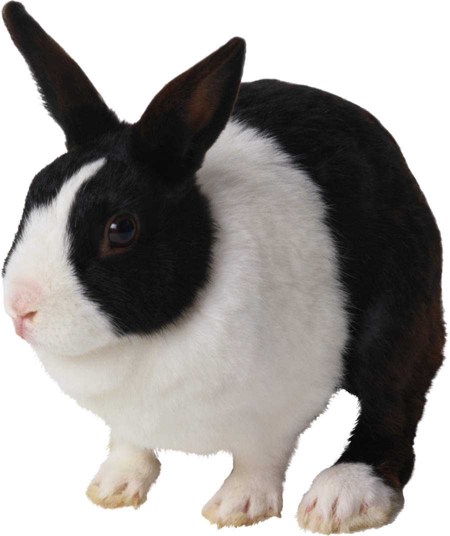 Black And White Rabbit Png Clipart Domestic Rabbit - Black And White Transparent Png (900x1073), Png Download