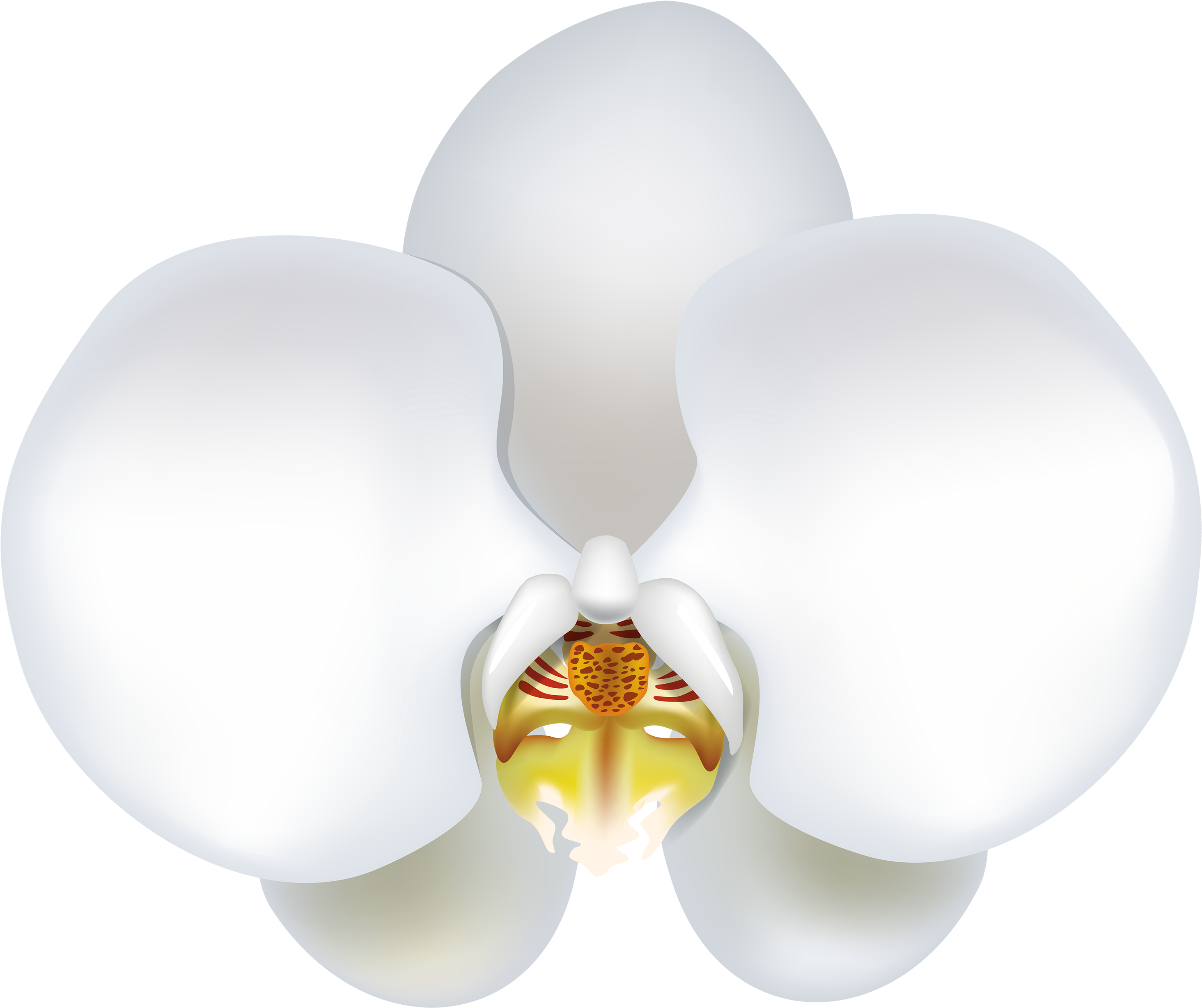 White Orchid Png Clipart - Portable Network Graphics Transparent Png (3000x2566), Png Download