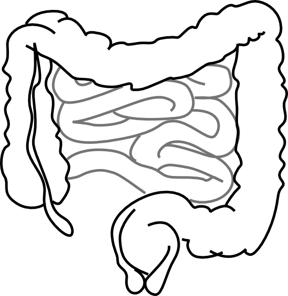 Small And Large Intestine Clip Art - Imagenes De Intestinos Para Colorear - Png Download (582x597), Png Download