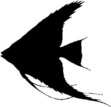 Show Pig Silhouette - Silhouette Clipart (800x788), Png Download