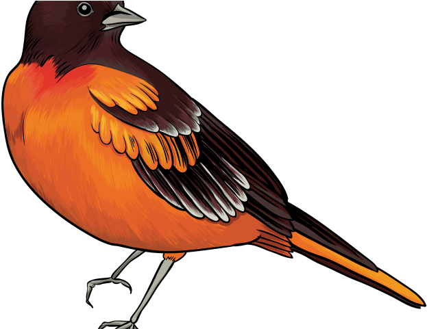 Kiwi Bird Clipart Transparent - Realistic Bird Clip Art - Png Download (640x480), Png Download