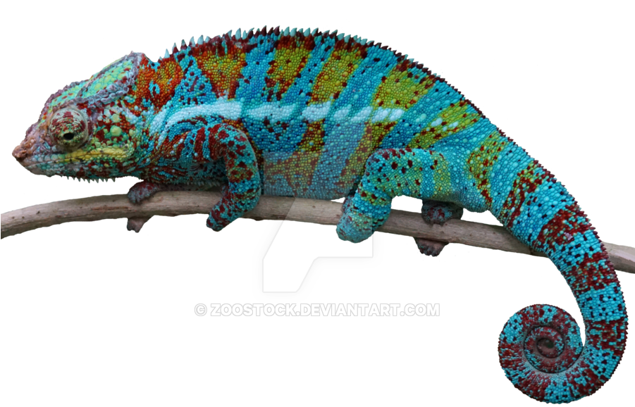 Chameleon Png Clipart (900x612), Png Download