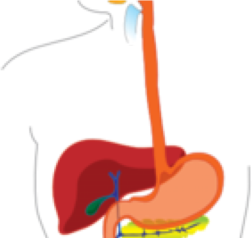 Digestive Cliparts - Png Download (640x480), Png Download