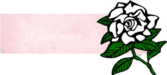 Gardenia Svg Clipart (800x421), Png Download