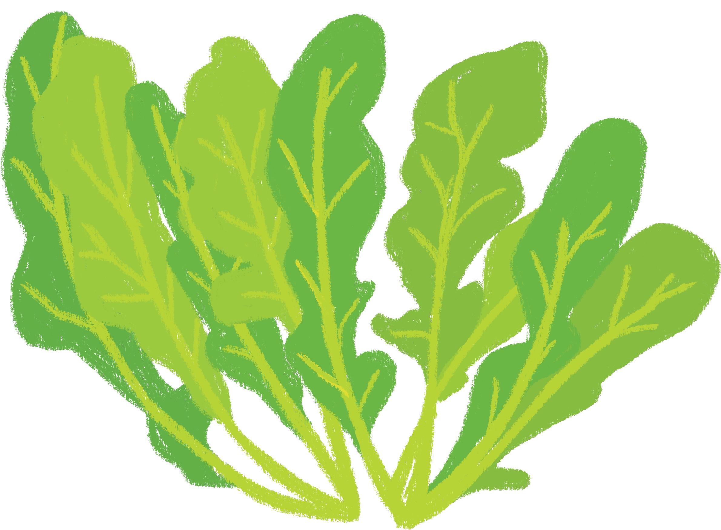 Organic Arugula Clipart (2400x2400), Png Download