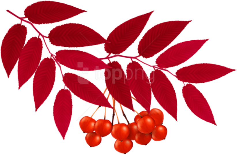Free Png Download Autumn Red Leaves Decoration Clipart - Red Leaves Transparent (850x563), Png Download