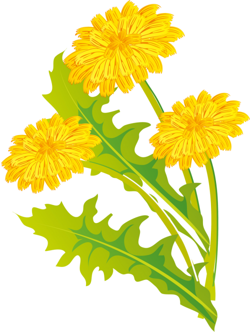 Dandelions 43 - Dandelion Clipart (500x664), Png Download