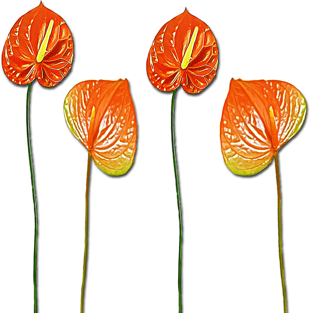 Cliparts - Anthurium - Png Download (1200x1200), Png Download
