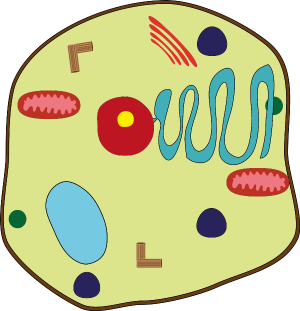 Hücre Organelleri Ve Görevleri Clipart (600x622), Png Download