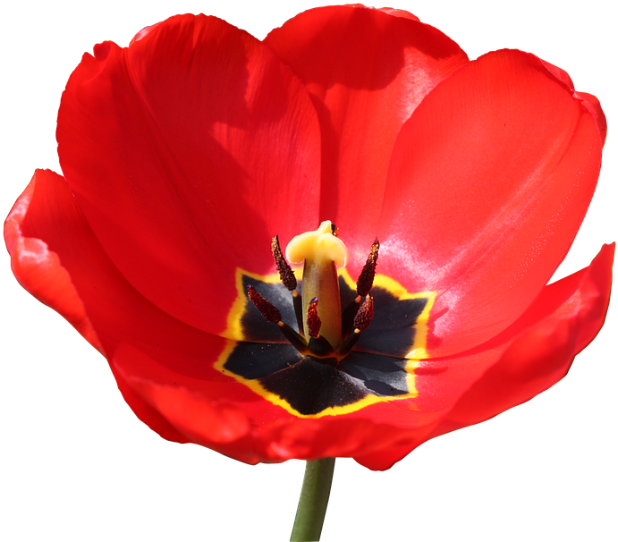 Red Stamp Png - Tulip Clipart (960x640), Png Download