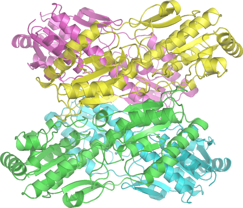 Picture Of Prokaryotic Cell With Labels Clipart - Phosphofructokinase 1 - Png Download (952x812), Png Download