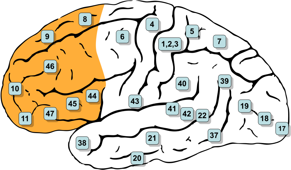 Savantism Neurowiki Image Unavailable - Areas De Brodmann Lobulo Frontal Clipart (992x573), Png Download