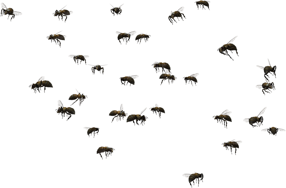 Image Black And White Download Beehive Swarming Clip - Honey Bee - Png Download (1024x645), Png Download