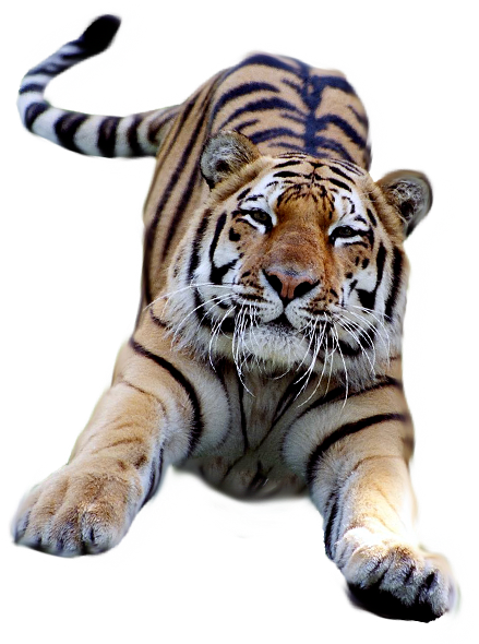 Transparent Background Animals - Tiger Gif Transparent Background Clipart (600x600), Png Download