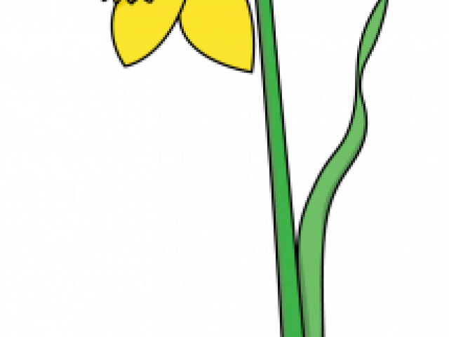Daffodils Clipart Yellow Daffodil - Png Download (640x480), Png Download
