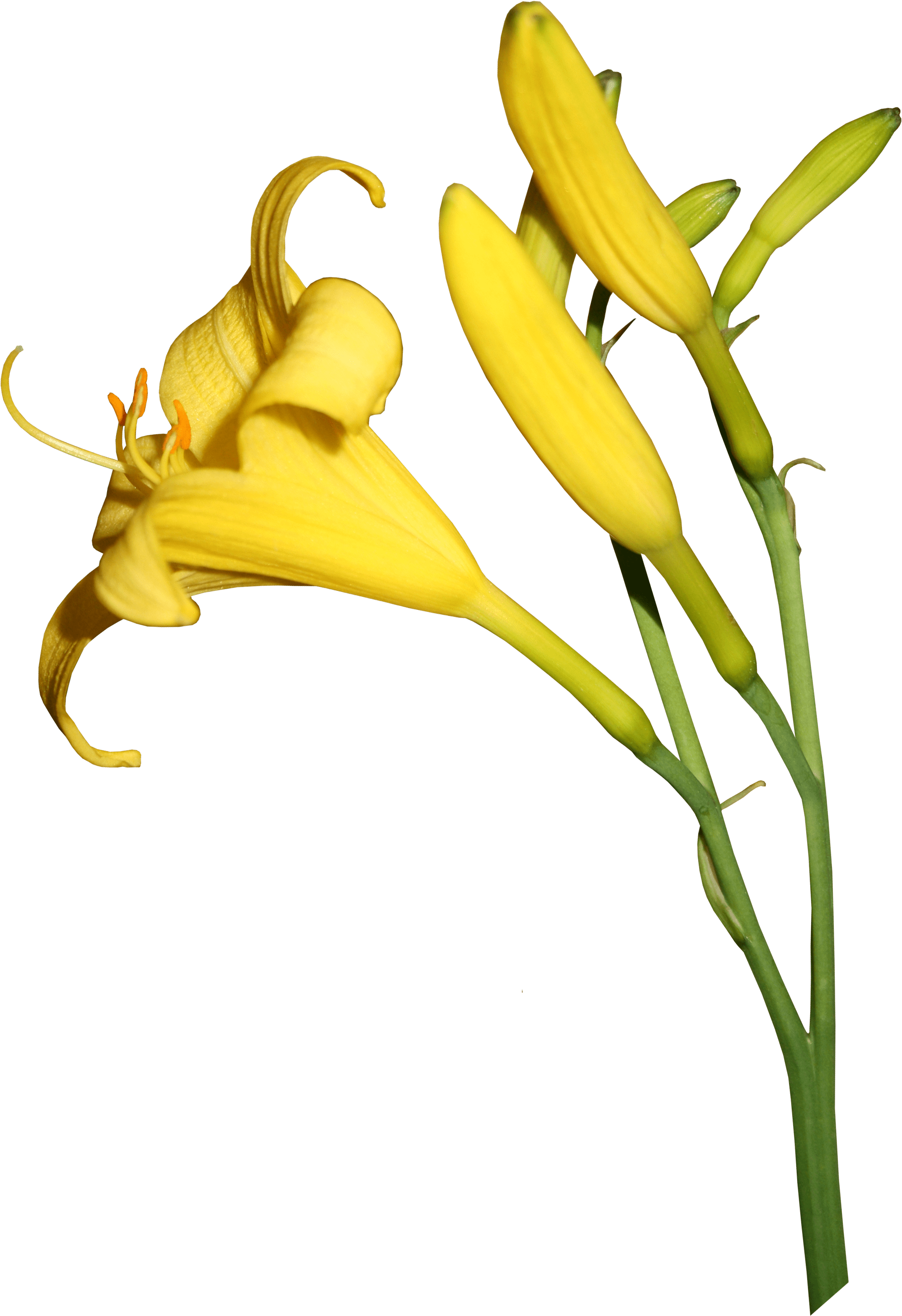 The Duration Of Flowering And The Beauty Of The Daylilies Clipart (2085x2940), Png Download
