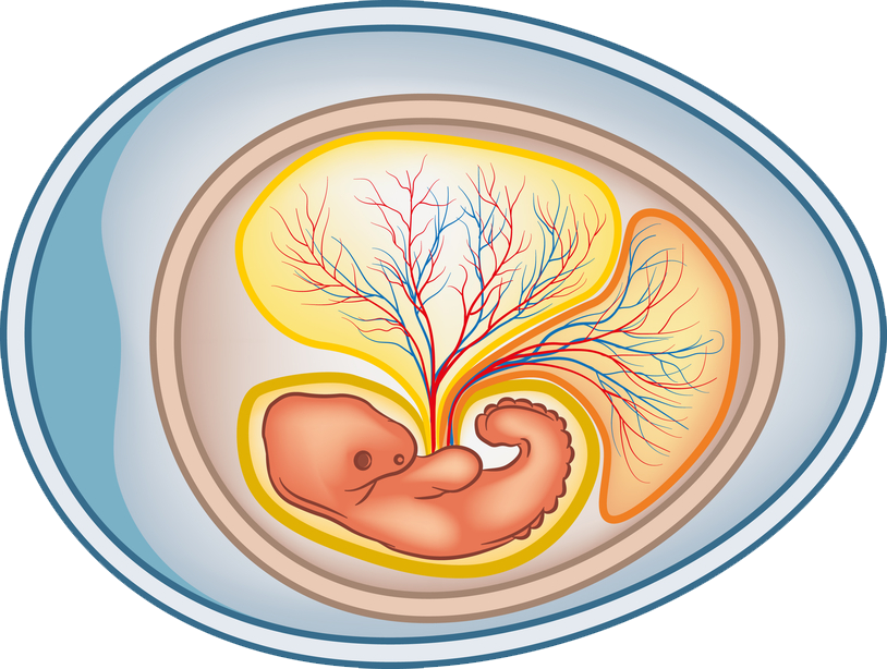 Amniotic-sac - Amniotic Egg Clipart - Png Download (814x614), Png Download