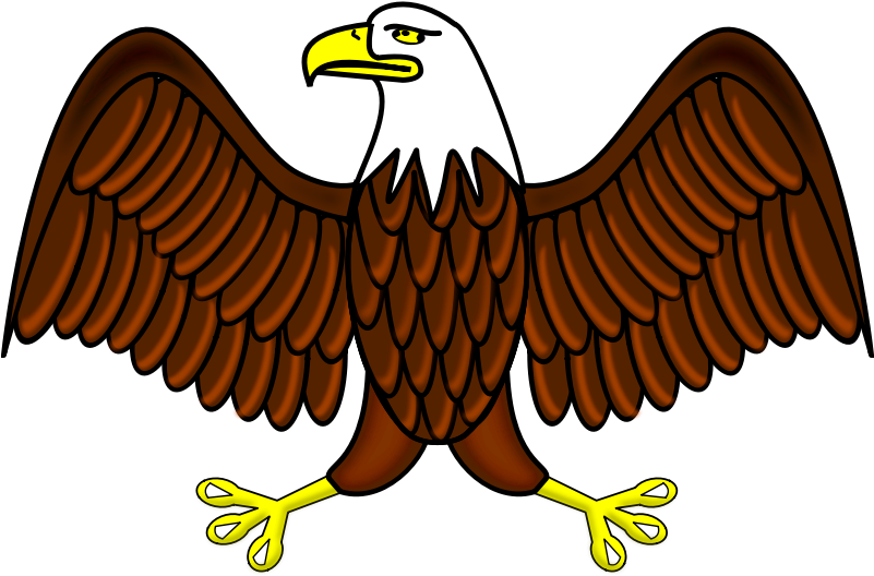 Clipart - Bald Eagle - Aguila Dibujo A Color - Png Download (800x800), Png Download