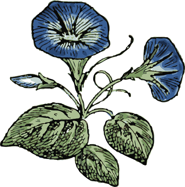 Blue Flower Flowers Plant Morning Glory Nature - Sketches Of Morning Glories Clipart (633x640), Png Download