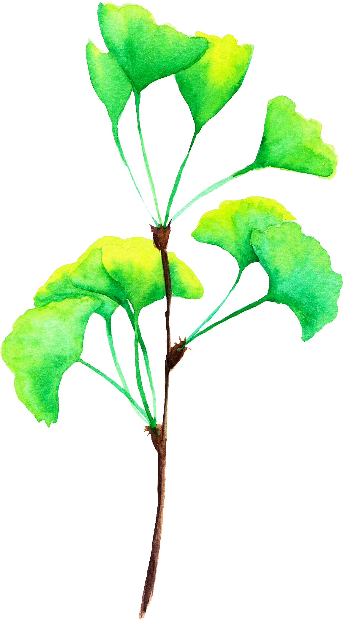 Set Of Watercolor Illustrations For Luxaderme Project - Maidenhair Tree Clipart (1155x2087), Png Download