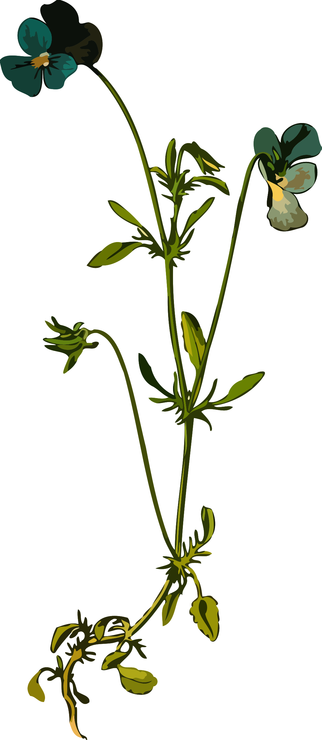 Butterfly Swimmer Clipart - Viola Tricolor - Png Download (640x1280), Png Download