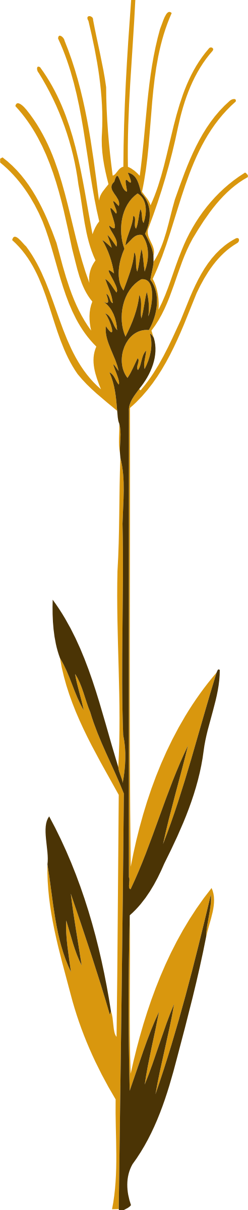 Big Image - Wheat Clipart (492x2400), Png Download